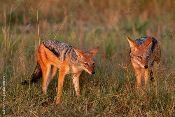 Fototapeta two jackals in the savannah of botswana at sunrise