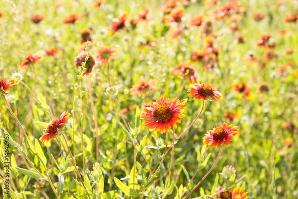 Fototapeta Blanket Flower, Gaillardia, growing in a natural setting on a sunny spring meadow