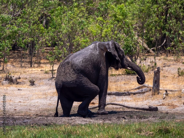 Obraz After the mud bath. An elephant (Loxodonta africana) emerges from a mud hole, skillfully standing on two legs.
