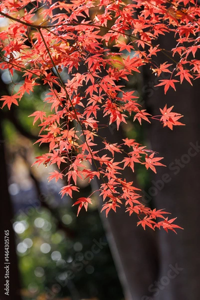 Obraz 秋の日に色づくもみじ　紅葉