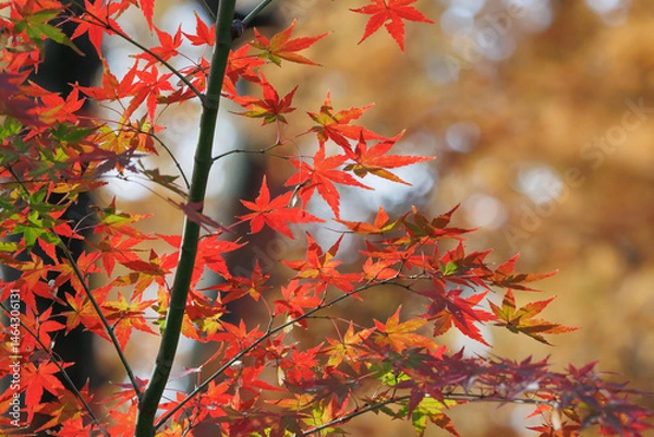 Obraz もみじ　紅葉