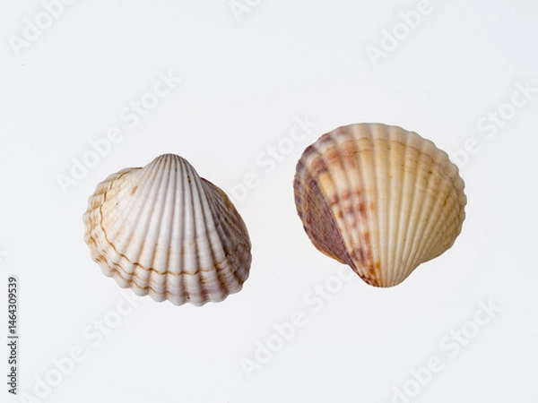 Obraz seashells on a white background close-up