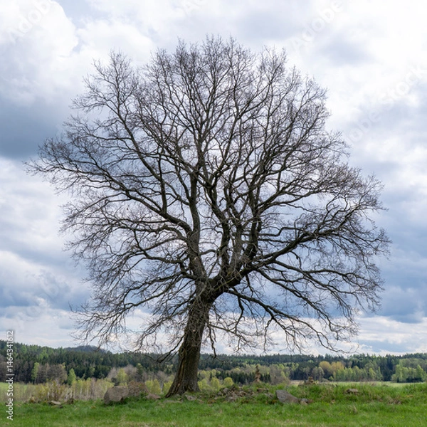 Fototapeta Einsamer Baum auf einem Berg 1