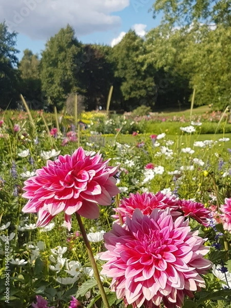 Fototapeta Pink Dahlia flowers in a garden in summer