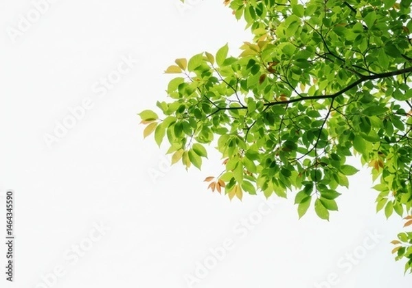 Fototapeta Fresh green leaves on tree branches against a bright white sky create a natural, airy scene