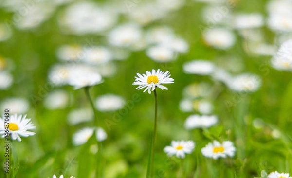 Obraz Un vaste champ est rempli de marguerites blanches qui s'épanouissent sous le soleil printanier. Les fleurs dansent doucement au gré du vent, créant une atmosphère paisible.