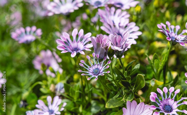 Obraz Un jardin éclatant est rempli de fleurs violettes, avec leurs pétales en forme de rayons. Ces fleurs attirent les insectes et ajoutent de la beauté au paysage printanier.