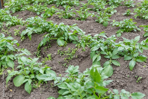 Obraz Des rangées de plants de pommes de terre sont visibles dans un champ. Le sol est meuble et mélangé avec des mauvaises herbes. L'environnement est calme et frais.