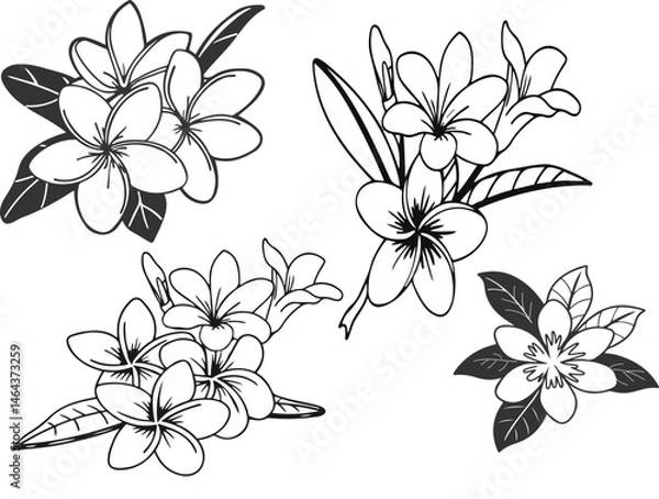 Fototapeta frangipani flower Elegant Monochrome Plumeria Blossom Elegant Plumeria Flowers  champa flower silhouette vector 
