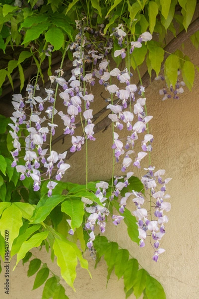 Obraz Wisteria sinensis, commonly known as the Chinese wisteria, is a species of flowering plant in the pea family,