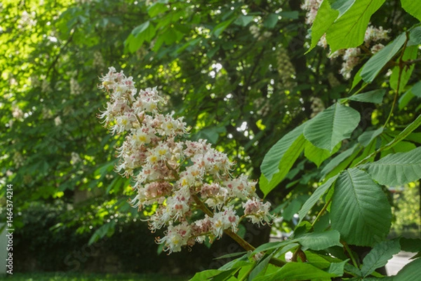 Obraz Inflorescence of an Aesculus hippocastanum, the horse chestnut, in botanic garden of Geneva Switzerland