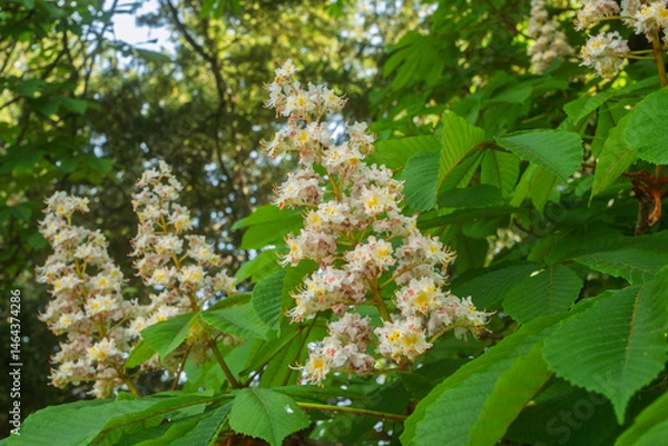 Obraz Inflorescence of an Aesculus hippocastanum, the horse chestnut, in botanic garden of Geneva Switzerland