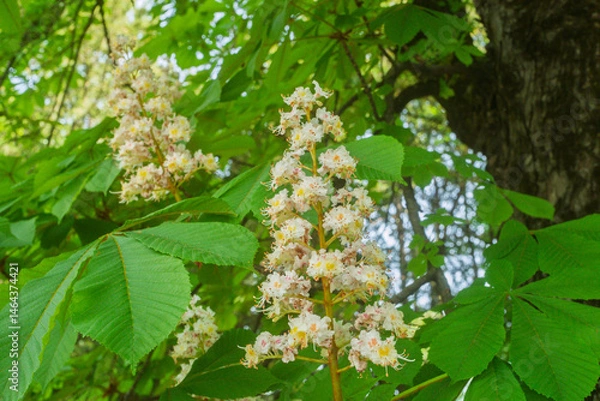 Obraz Inflorescence of an Aesculus hippocastanum, the horse chestnut, in botanic garden of Geneva Switzerland