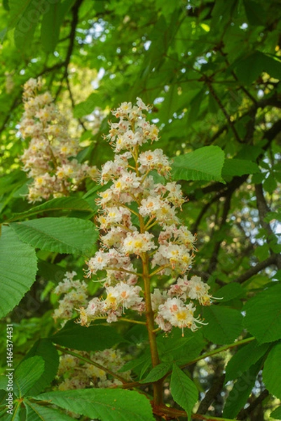 Obraz Inflorescence of an Aesculus hippocastanum, the horse chestnut, in botanic garden of Geneva Switzerland