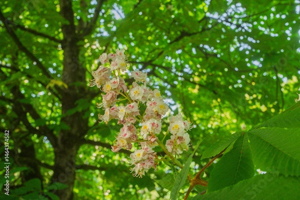 Obraz Inflorescence of an Aesculus hippocastanum, the horse chestnut, in botanic garden of Geneva Switzerland
