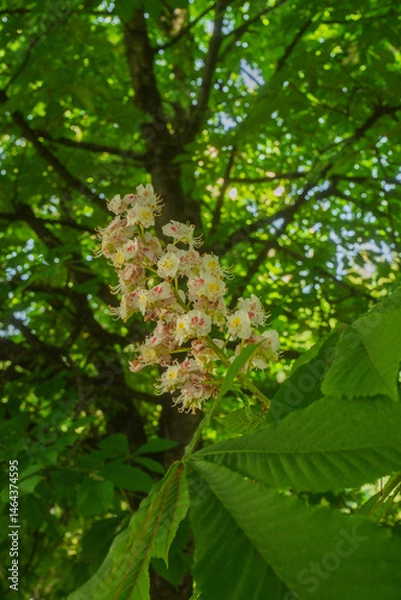 Obraz Inflorescence of an Aesculus hippocastanum, the horse chestnut, in botanic garden of Geneva Switzerland
