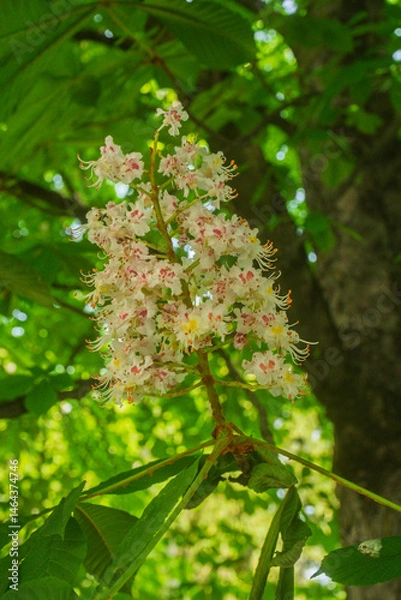 Obraz Inflorescence of an Aesculus hippocastanum, the horse chestnut, in botanic garden of Geneva Switzerland
