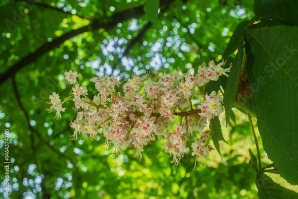 Obraz Inflorescence of an Aesculus hippocastanum, the horse chestnut, in botanic garden of Geneva Switzerland