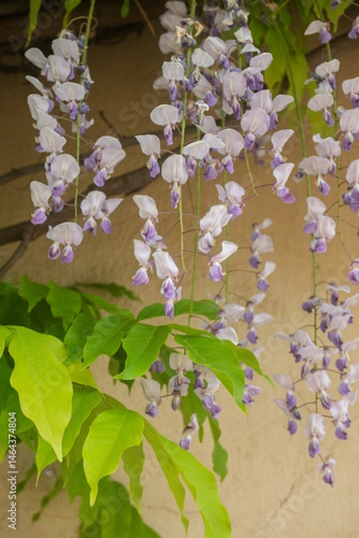 Obraz Wisteria sinensis, commonly known as the Chinese wisteria, is a species of flowering plant in the pea family,