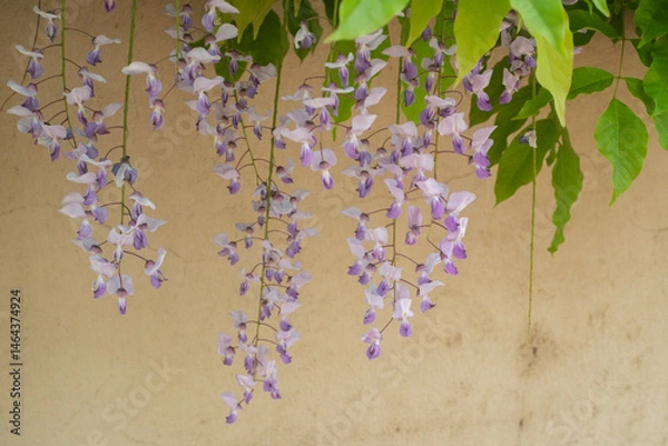 Obraz Wisteria sinensis, commonly known as the Chinese wisteria, is a species of flowering plant in the pea family,