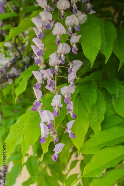 Obraz Wisteria sinensis, commonly known as the Chinese wisteria, is a species of flowering plant in the pea family,