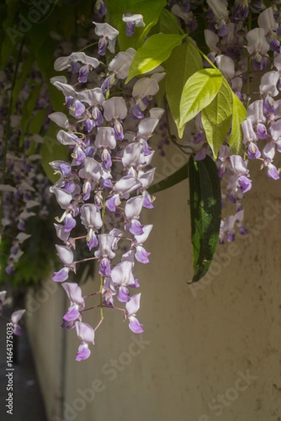 Obraz Wisteria sinensis, commonly known as the Chinese wisteria, is a species of flowering plant in the pea family,