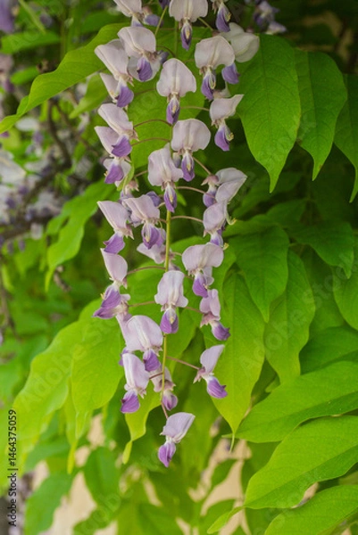 Obraz Wisteria sinensis, commonly known as the Chinese wisteria, is a species of flowering plant in the pea family,