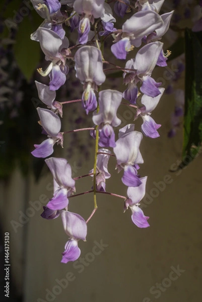 Obraz Wisteria sinensis, commonly known as the Chinese wisteria, is a species of flowering plant in the pea family,