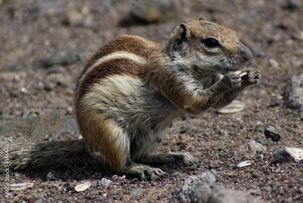 Obraz Chipmunk Eating On Rocky Ground