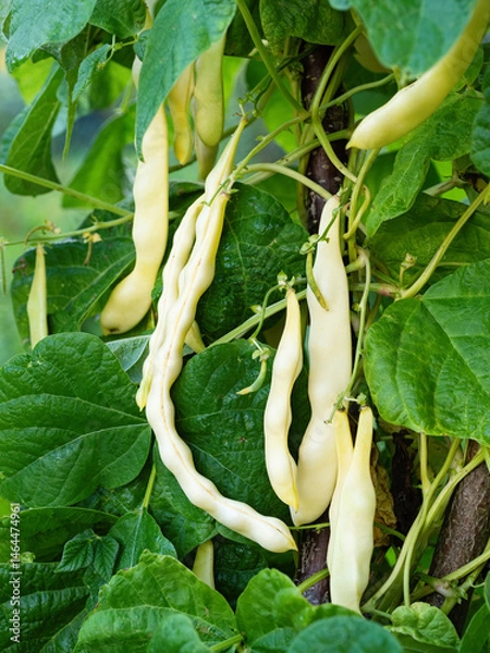 Fototapeta Ripe pods of kidney bean growing on farm. Bush with bunch of pods of haricot plant (Phaseolus vulgaris) ripening in homemade garden. Organic farming, healthy food, BIO viands, back to nature concept.