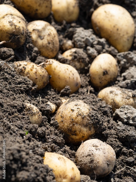 Fototapeta Pile of newly harvested potatoes - Solanum tuberosum on field. Harvesting potato roots from soil in homemade garden. Organic farming, healthy food, BIO viands, back to nature concept.