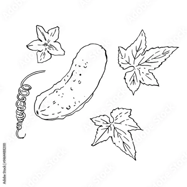 Fototapeta Cucumber. Black ink drawing on a white background.