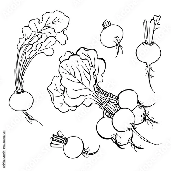 Fototapeta Radish. Black ink drawing on a white background.