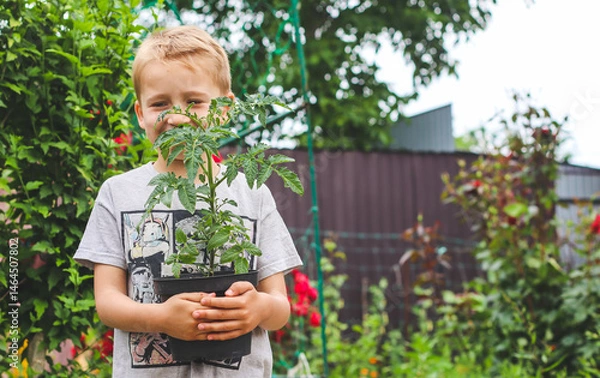 Fototapeta The tomato seedling in a pot in the hands of a boy against the background of a garden.