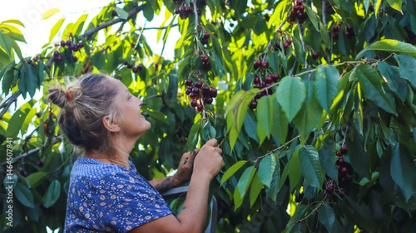 Obraz a fragment of preparation of rolls baked with filling and cheese on top