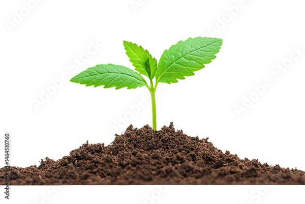 Fototapeta A small green seedling with two leaves emerging from rich soil.