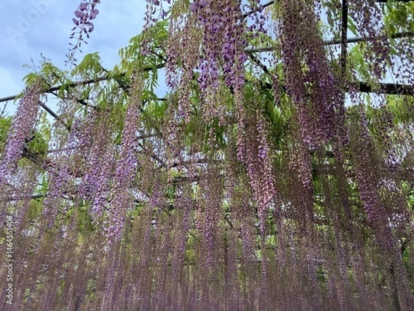 Fototapeta 藤の美しさは変わらない。あしかがフラワーパークにて。
