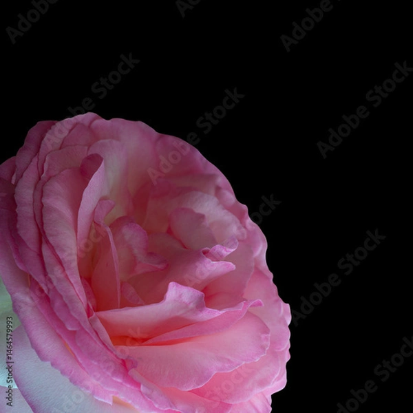 Fototapeta pink rose isolated on black background