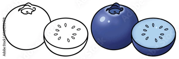 Obraz Blueberry Fruits Line Art Vector Outline Illustration Black and White with Coloring Sample