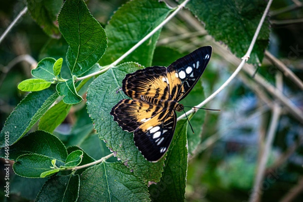 Obraz Close-up of a Clipper butterfly (Parthenos sylvia) resting on vibrant green leaves. The wings display a striking pattern of orange, black, and white, perfectly contrasting with the foliage background.