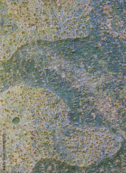 Fototapeta Beautiful close-up of the bark of pinus bungeana