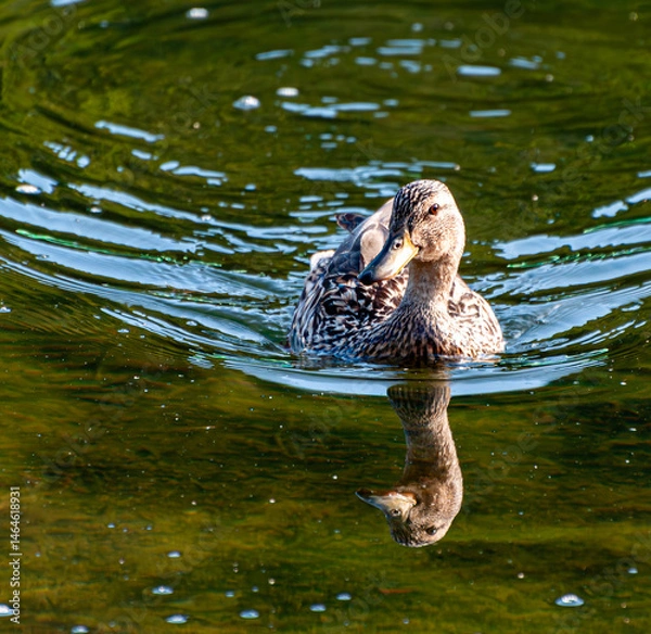 Obraz Close-up of a female Mallard duck gracefully swimming on calm green water, with a perfect reflection of its body on the surface. The natural ripples and warm light add tranquility to the scene.