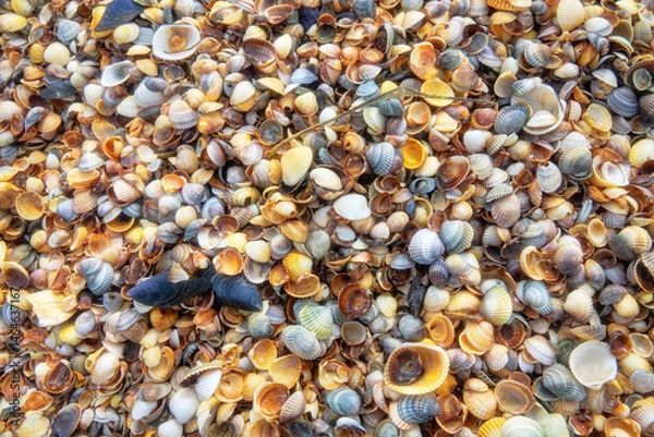 Fototapeta Memory of sea. Beautiful seashells on shell beach near surf. Winter cold sea. Soft shell clam (Mya arenaria), anadara ((Scapharca inaequivalis), edible mussel (Mytilus edulis), Venus between Cardium
