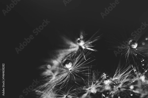 Fototapeta Macro nature. Beautiful dew drops on dandelion seed macro. Beautiful soft background. Water drops on parachutes dandelion. Copy space. soft focus on water droplets. circular shape, abstract background