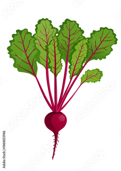 Obraz Beetroot or beet root, a juicy vegetable ingredient for making juice and food.