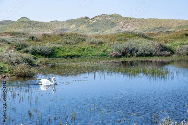 Fototapeta Small lake in a dune landscape with a swan, in a nature reserve in the Netherlands