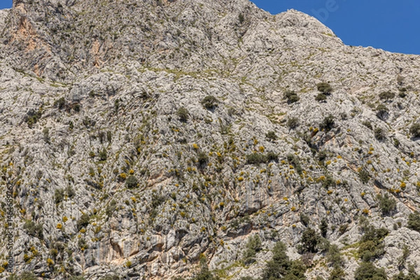 Fototapeta A fragment of grey volcanic rock on the Spanish island of Mallorca