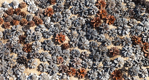 Fototapeta Natural background of pine cones on the sand of a coastal forest