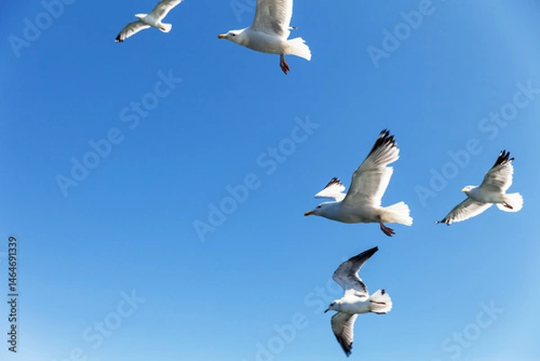 Fototapeta Bottom view of a flock of seagulls flying over the sea with spread wings against a clear blue sky on a sunny summer day. Free birds in their habitat. Empty space in the blue sky