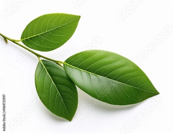 Fototapeta photo of a branch with green leaves on white background